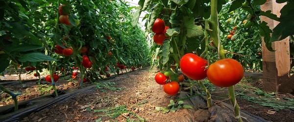 Banner - paradajky
